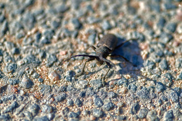 large insect barbel beetle crawls on sand with large grains  macro shooting