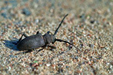 large insect barbel beetle crawls on sand with large grains  macro shooting