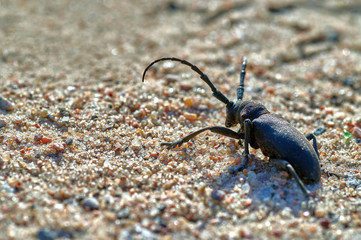 large insect barbel beetle crawls on sand with large grains  macro shooting