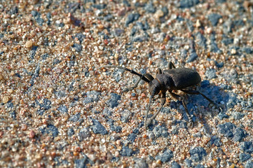large insect barbel beetle crawls on sand with large grains  macro shooting