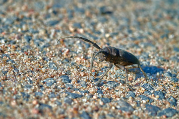 large insect barbel beetle crawls on sand with large grains  macro shooting