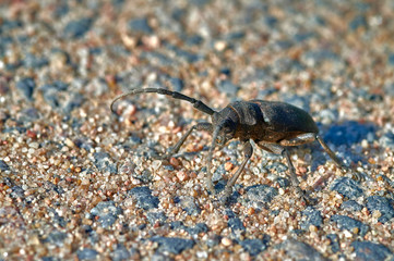 large insect barbel beetle crawls on sand with large grains  macro shooting
