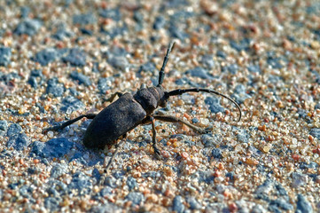 large insect barbel beetle crawls on sand with large grains  macro shooting