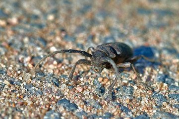 large insect barbel beetle crawls on sand with large grains  macro shooting