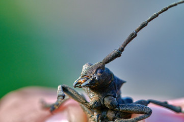 large insect beetle barbel in hands close up macro