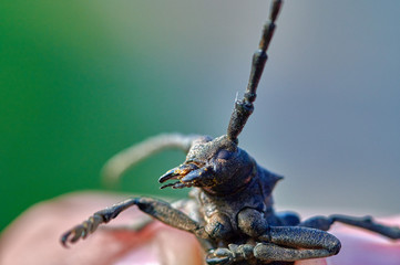 large insect beetle barbel in hands close up macro