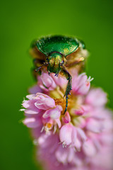 Green bug on an pink flower  with raindrops in macro
