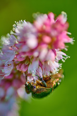 Green bug on an pink flower  with raindrops in macro