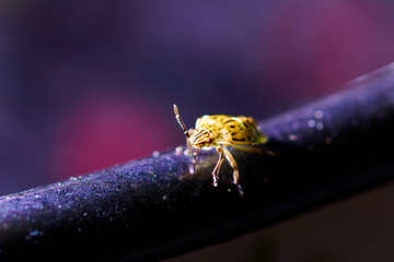 Small insect yellow bug on violet background