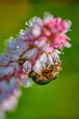 Green bug on an pink flower  with raindrops in macro