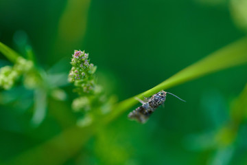 Small insect black mole on green background in macro