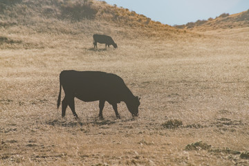 Cow on the Pacific Crest Trail