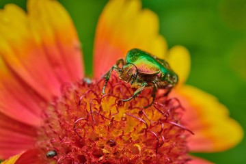 Green bug on an red yellow flower  with raindrops in macro