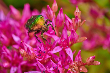 Green bug on an pink purple flower  with raindrops in macro