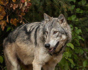 Tundra Wolf Roman Triple D in Fall colors