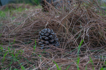 spruce cone in dry grass