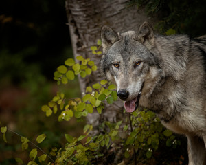 Tundra Wolf Roman Triple D in Fall colors