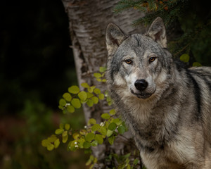 Tundra Wolf Roman Triple D in Fall colors