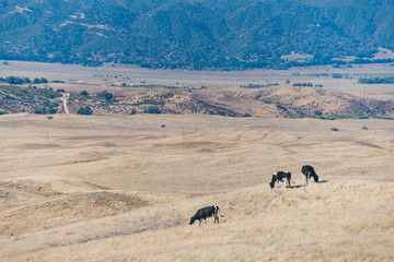 Cow on the Pacific Crest Trail