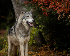 Obraz premium Tundra Wolf Roman Triple D in Fall colors