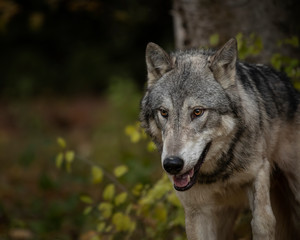 Fototapeta premium Tundra Wolf Roman Triple D in Fall colors