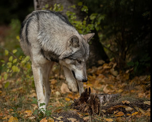 Tundra Wolf Roman Triple D in Fall colors