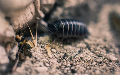 Pillbug