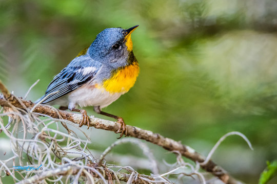 Warbler 