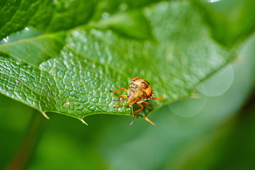 Small insect yellow bug on a leaf with raindrops in macro