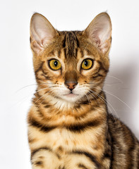 Bengal kitten looks up on a white background