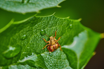 Small insect yellow bug on a leaf with raindrops in macro