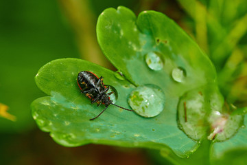 Small insect yellow bug on a leaf with raindrops in macro
