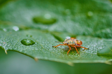 Small insect yellow bug on a leaf with raindrops in macro
