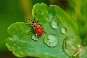 Small insect yellow bug on a leaf with raindrops in macro