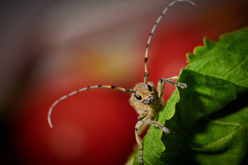 large insect barbel beetle with a large mustache on a red background