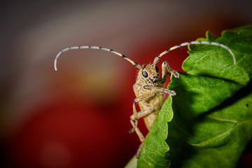 large insect barbel beetle with a large mustache on a red background