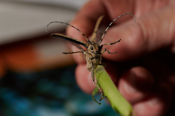 large insect barbel beetle with a large mustache on a blue background