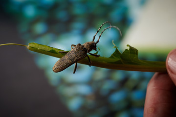 large insect barbel beetle with a large mustache on a blue background