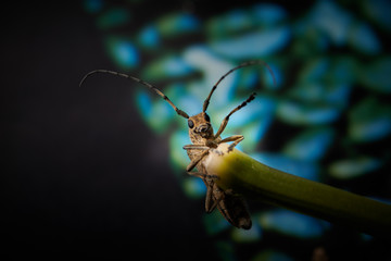 large insect barbel beetle with a large mustache on a blue background