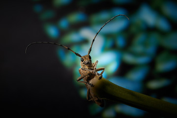 large insect barbel beetle with a large mustache on a blue background