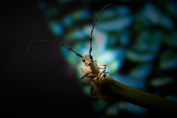 large insect barbel beetle with a large mustache on a blue background