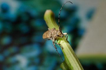 large insect barbel beetle with a large mustache on a blue background
