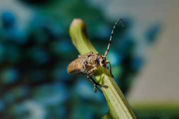 large insect barbel beetle with a large mustache on a blue background