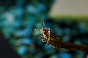 large insect barbel beetle with a large mustache on a blue background