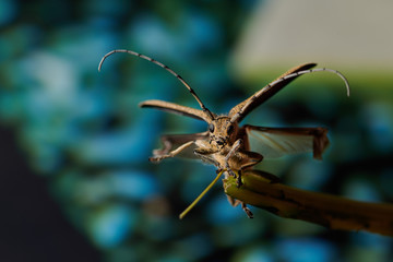 large insect barbel beetle with a large mustache on a blue background