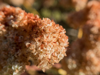 Close up shot of beautiful autumn leaves of Palomar Mountain