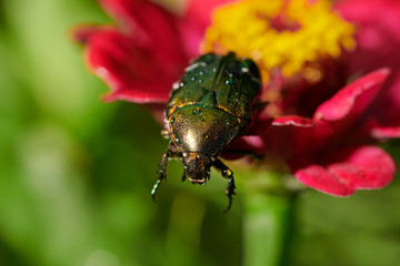 Green bug on an red flower  with raindrops in macro