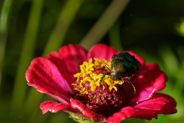 Green bug on an red flower  with raindrops in macro
