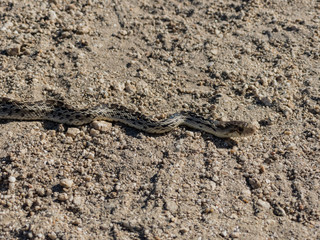 Fototapeta na wymiar Snake crawling on the Pacific Crest Trail