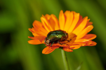 green bug on an orange flower  with raindrops in macro